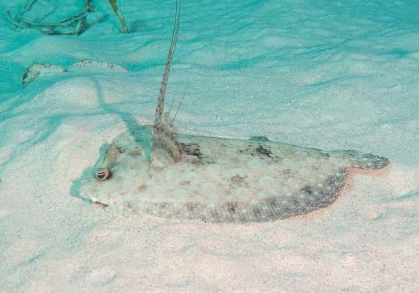 Bonaire 2011