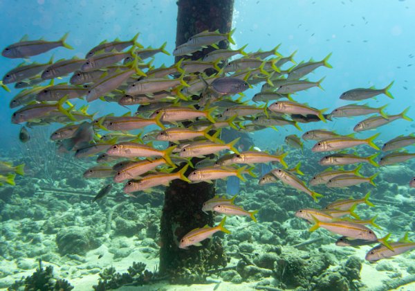 Bonaire 2024 - November