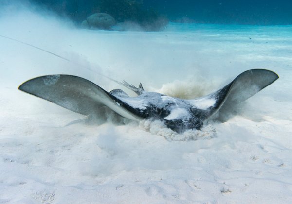 Bonaire 2024