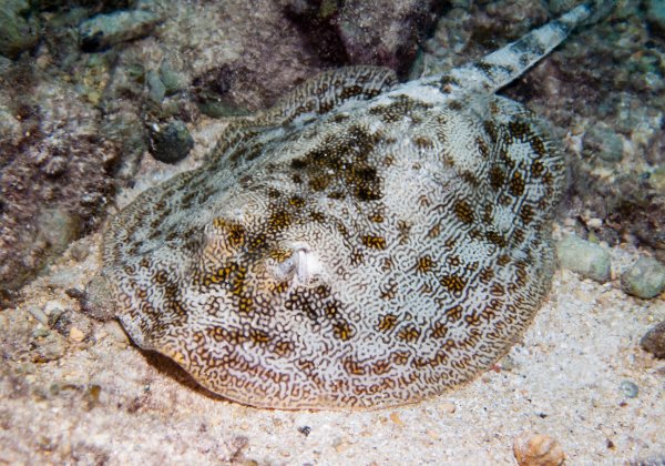 Cozumel 2009
