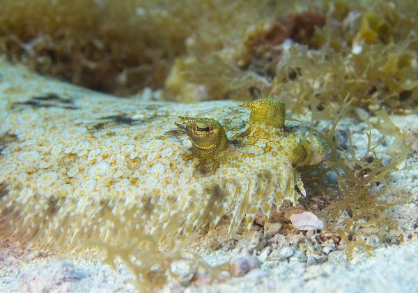 Cozumel 2016