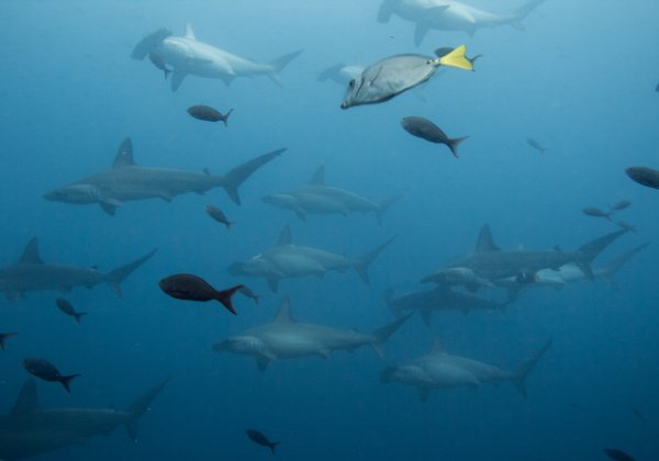 Galapagos 2016