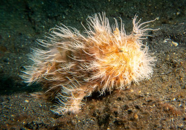 Indonesia 2019 - Lembeh