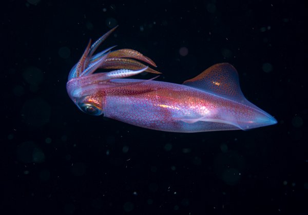 Indonesia 2023 - Lembeh