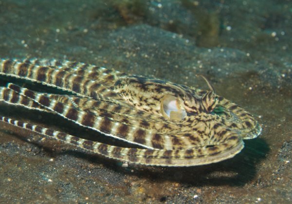 Lembeh 2017