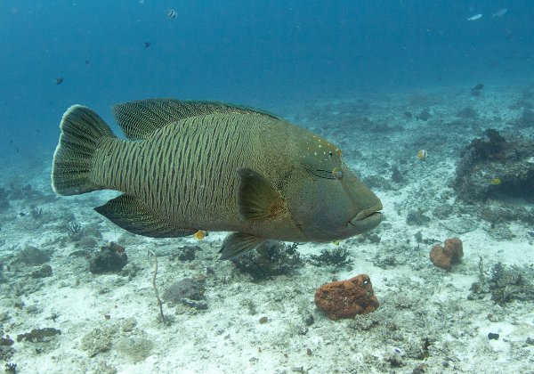Raja Ampat 2017