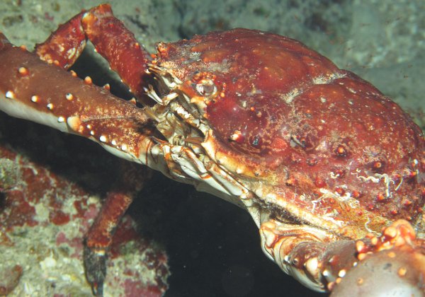 Roatan 2009
