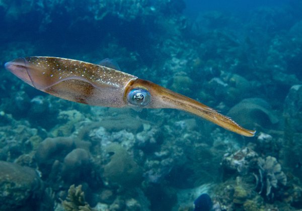 Roatan 2020